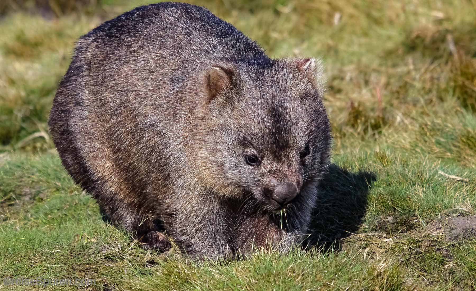 Tasmania