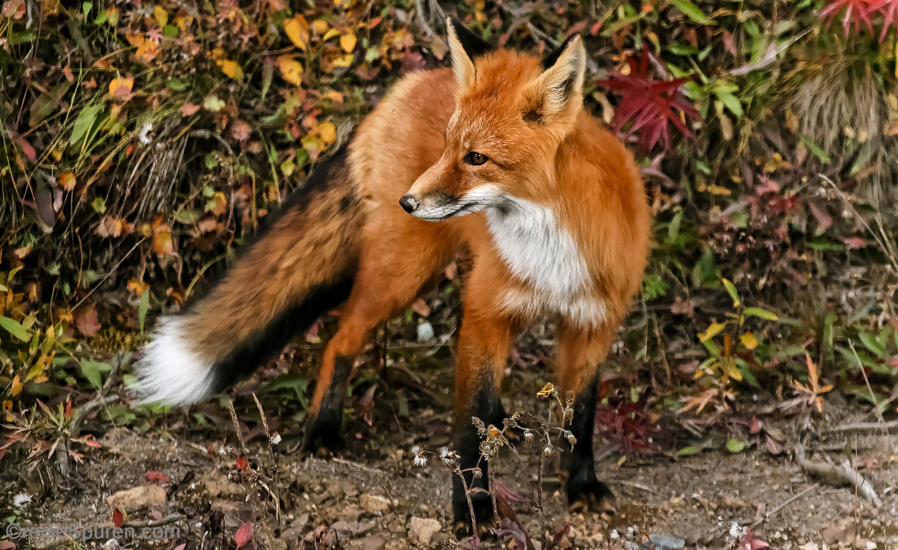 Rotfuchs