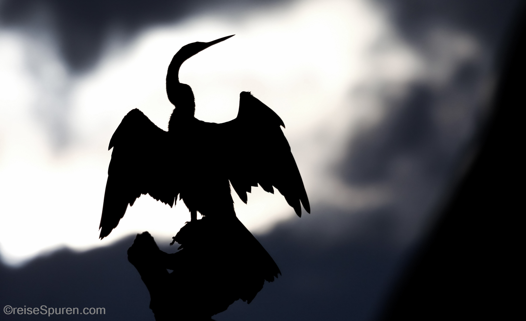 Schlangenhalsvogel
