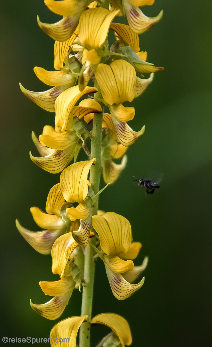 Wildbiene