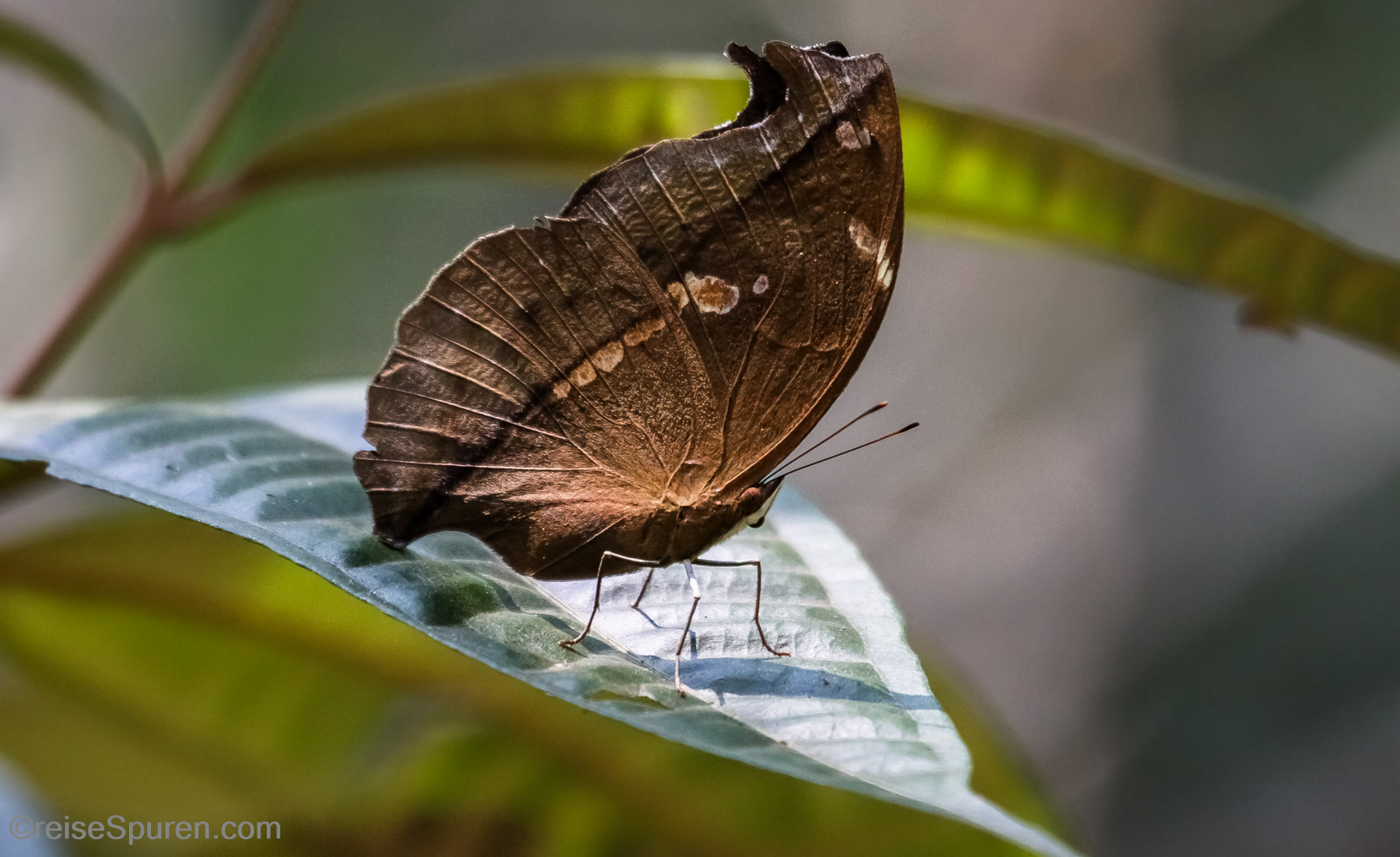 Schmetterling