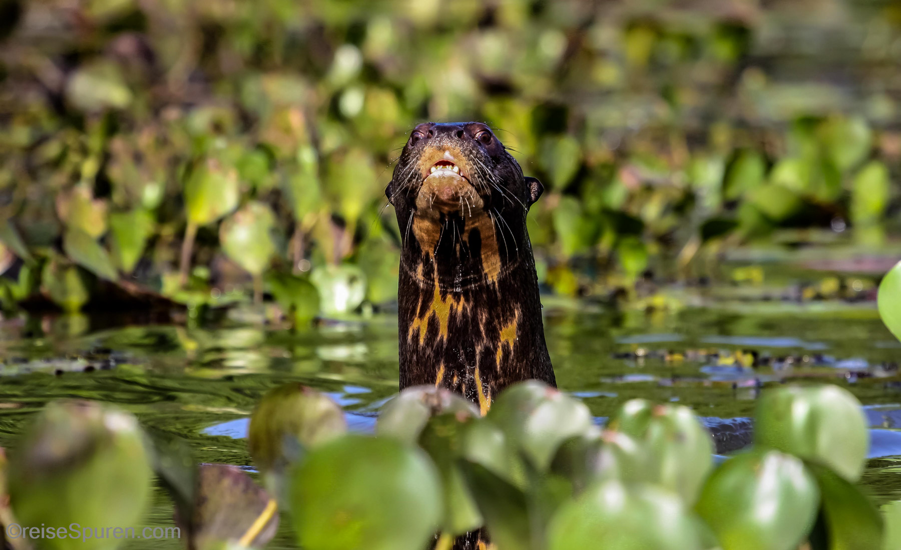 Riesenotter