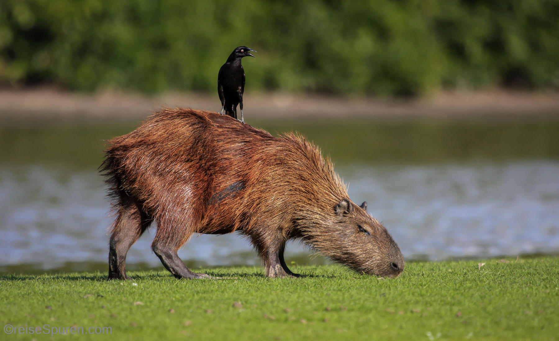 Wasserschwein