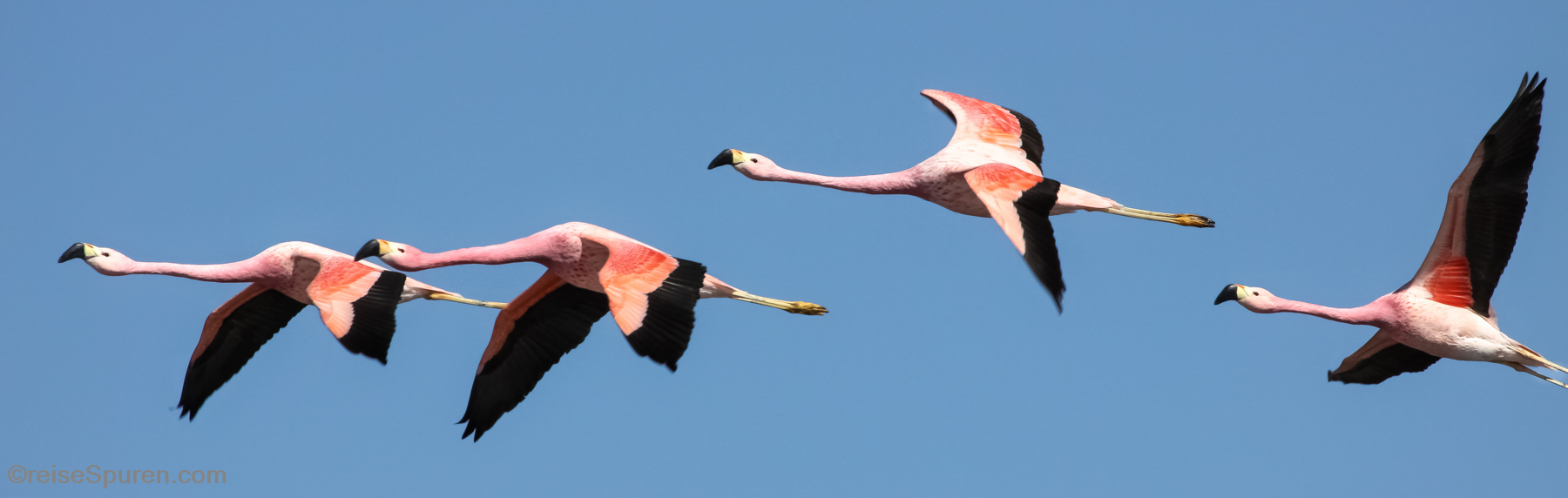 Andenflamingos