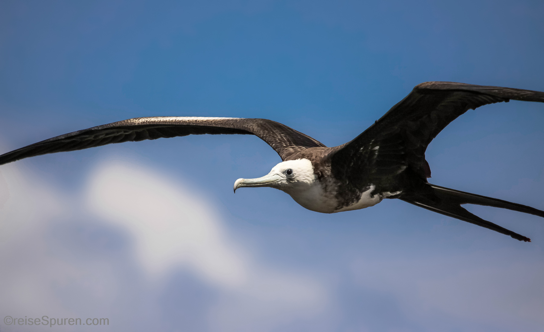 Prachtfregattvogel