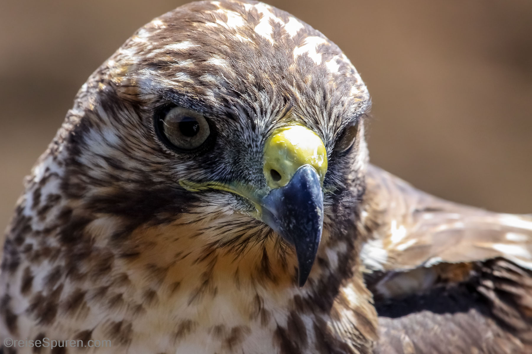 Galapagosbussard