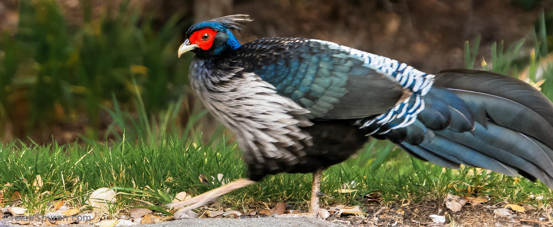 Kalifasan