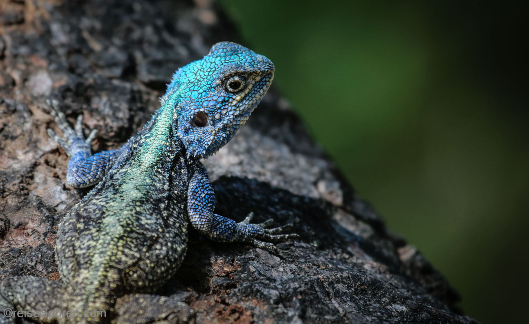 Blaukopfagame