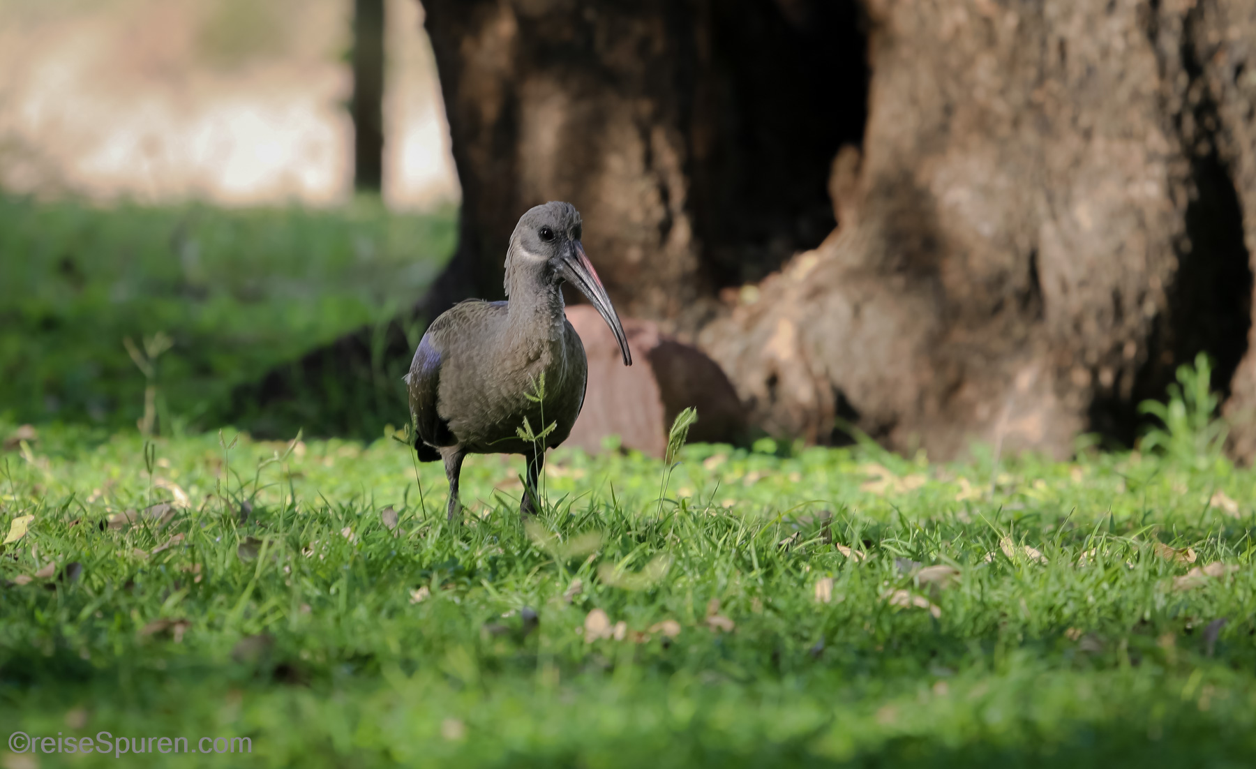 Hagedasch Ibis