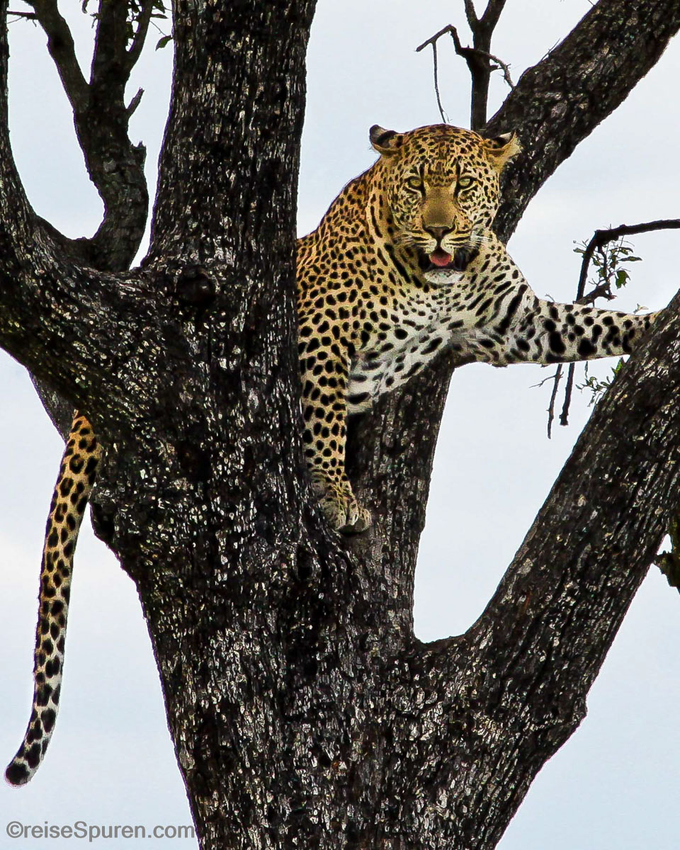 Leopard