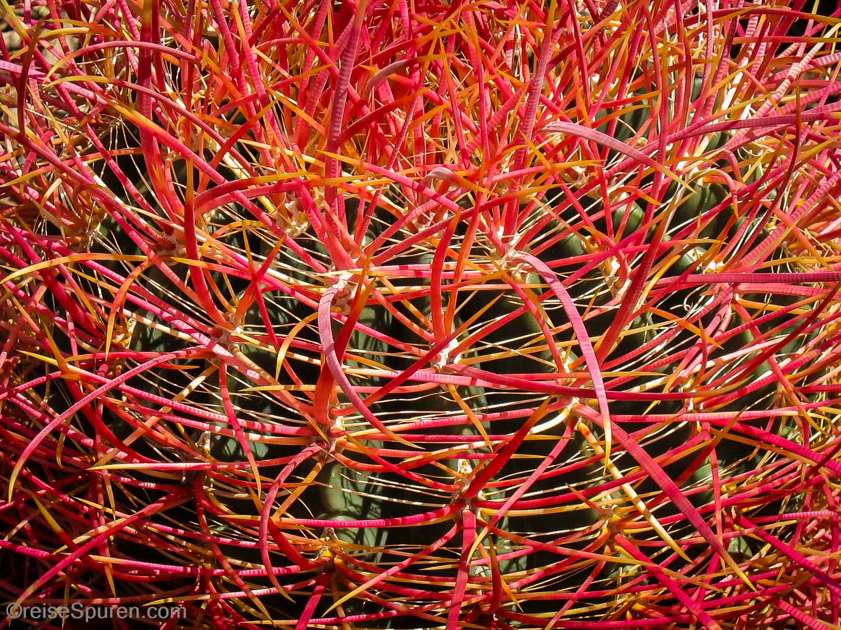 California Barrel Cactus