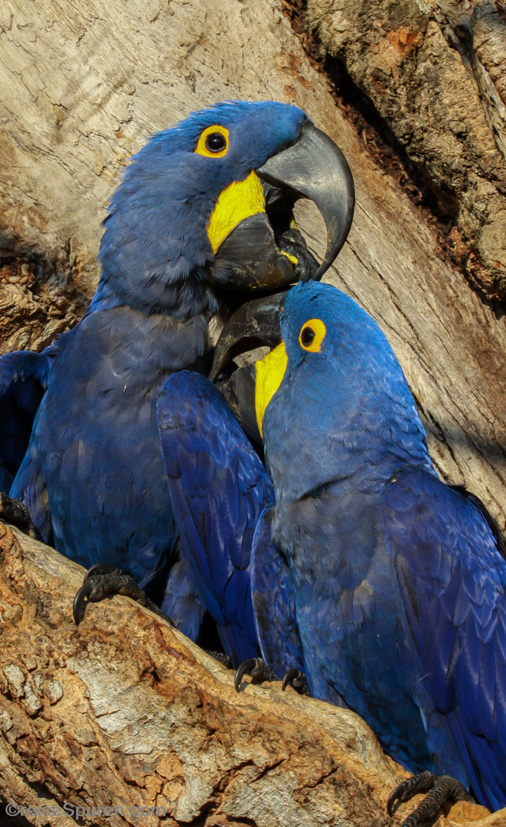 Schmatzer für meine Liebste